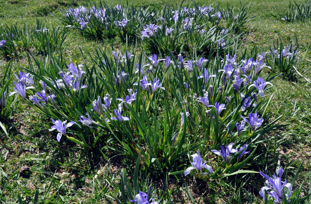 Image of Iris lactea specimen.