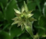 Hosta albomarginata