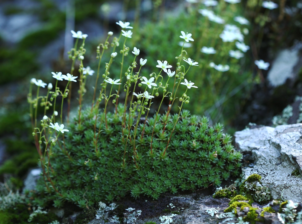 Изображение особи Saxifraga ascoldica.