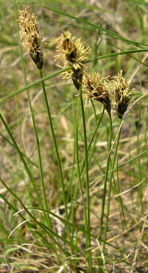 Изображение особи Carex praecox.