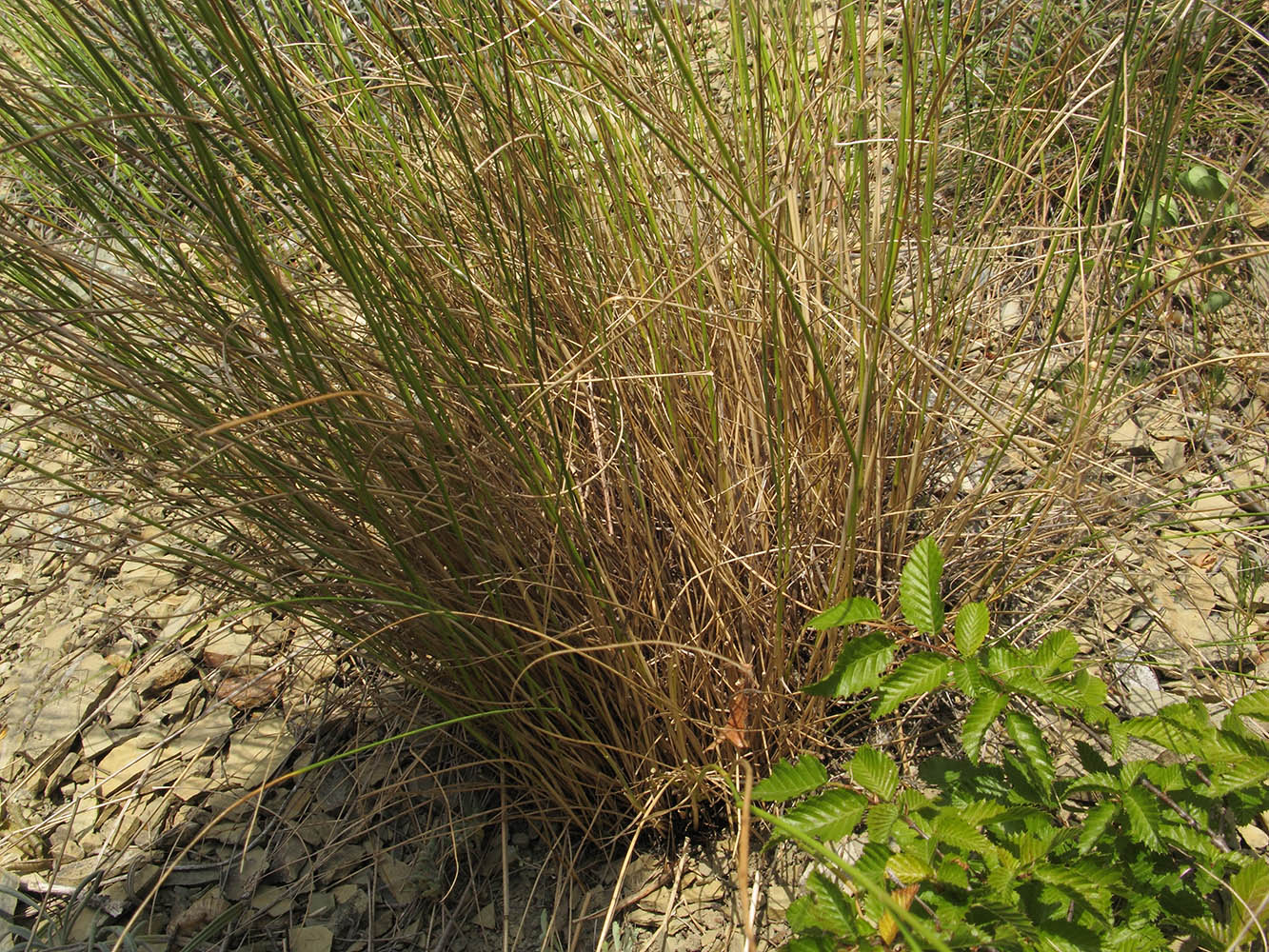 Image of Achnatherum bromoides specimen.