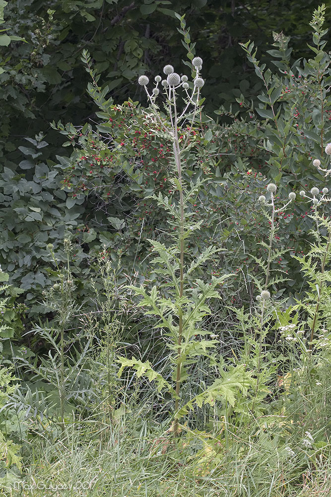 Image of Echinops sphaerocephalus specimen.