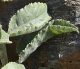 Campanula variety tomentella