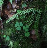Asplenium trichomanes