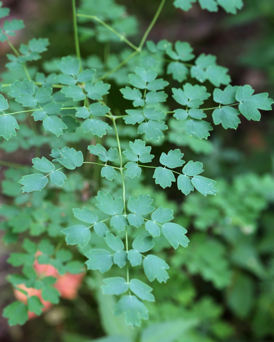 Image of Thalictrum minus specimen.