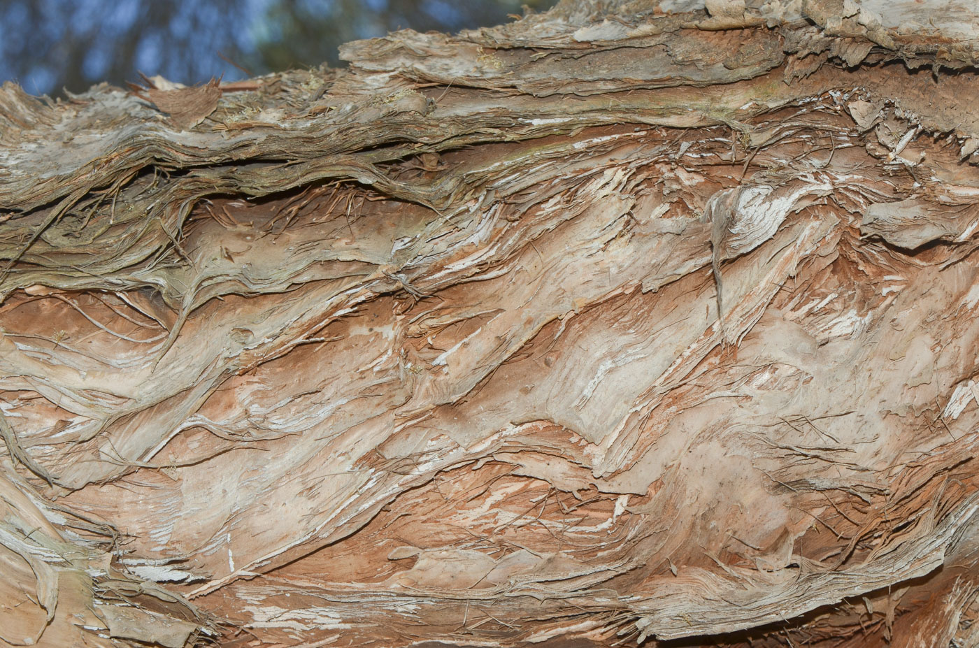 Изображение особи Melaleuca halmaturorum.