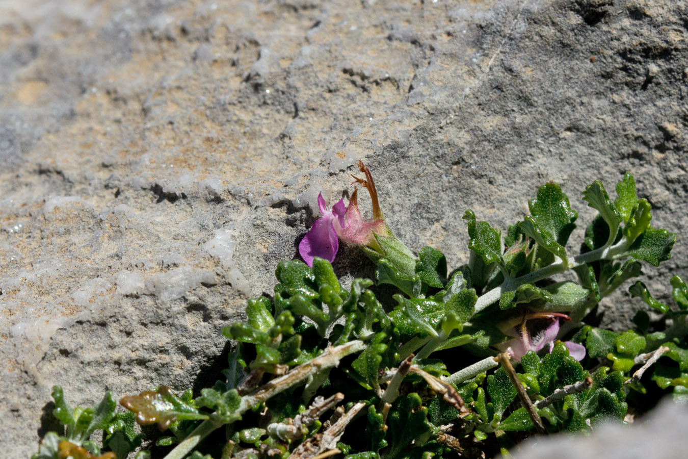 Image of Teucrium microphyllum specimen.