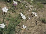 Dianthus cretaceus. Верхушки побегов с цветками. Кабардино-Балкария, Эльбрусский р-н, долина р. Ирик, ок. 2500 м н.у.м., у тропы на cклоне горы. 28.07.2017.