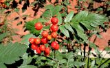 Sorbus hybrida