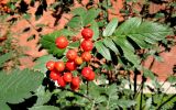 Sorbus hybrida. Соплодие и листья. Москва, Александровский сад, в культуре. 25.08.2015.