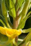 Oenothera rubricaulis