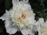 Paeonia lactiflora. Цветок (махровый культивар). Восточный Казахстан, Уланский р-н, с. Украинка, дачный участок. 15.06.2005.