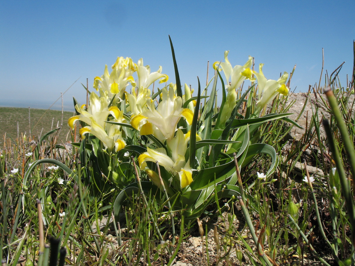 Изображение особи Juno orchioides.