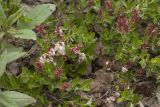 Salix saxatilis