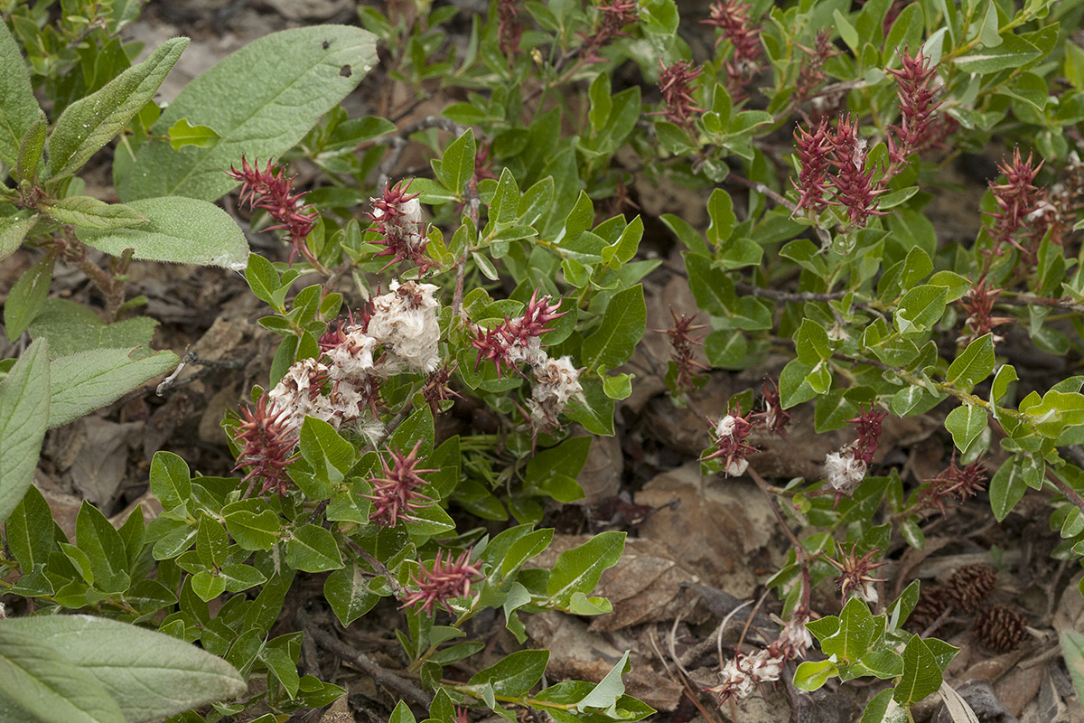 Изображение особи Salix saxatilis.