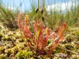 Drosera anglica. Плодоносящее растение. Магаданская обл., Ольский р-н, окр. оз. Глухое, осоково-сфагновое болото. 31.07.2017.