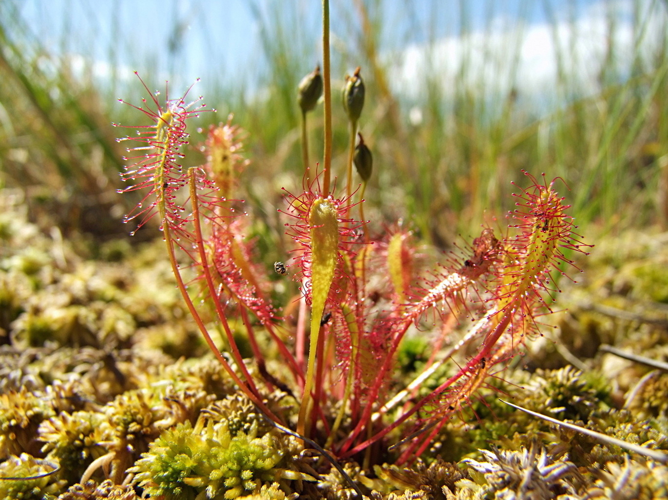 Изображение особи Drosera anglica.