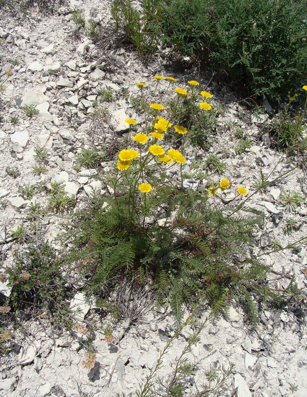 Изображение особи Tanacetum sclerophyllum.