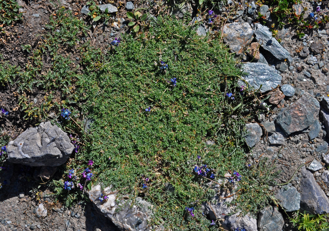 Image of Oxytropis tianschanica specimen.