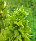 Veratrum oxysepalum