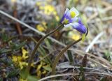 Pinguicula spathulata