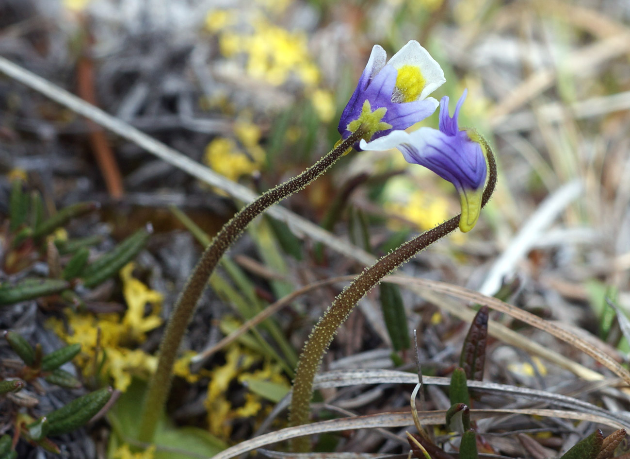 Изображение особи Pinguicula spathulata.