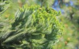 Araucaria angustifolia. Верхняя часть ветви с микростробилами. Абхазия, г. Сухум, Сухумский ботанический сад, в культуре. 7 марта 2016 г.