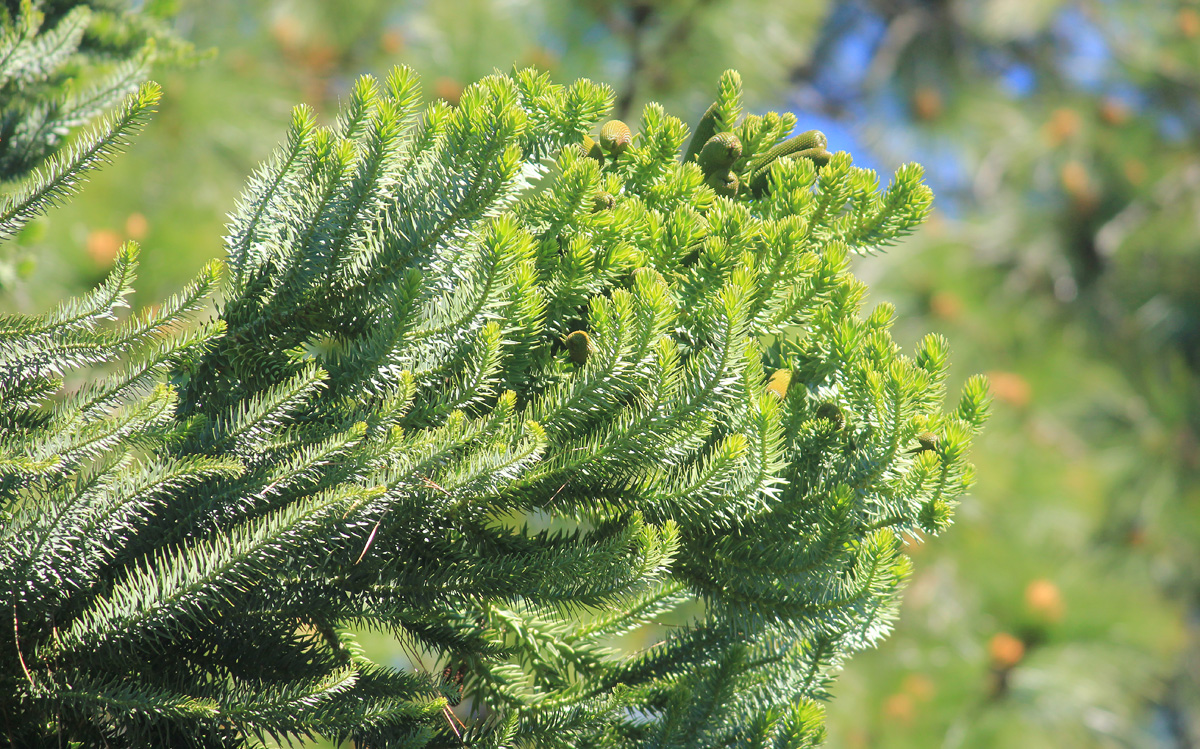 Изображение особи Araucaria angustifolia.