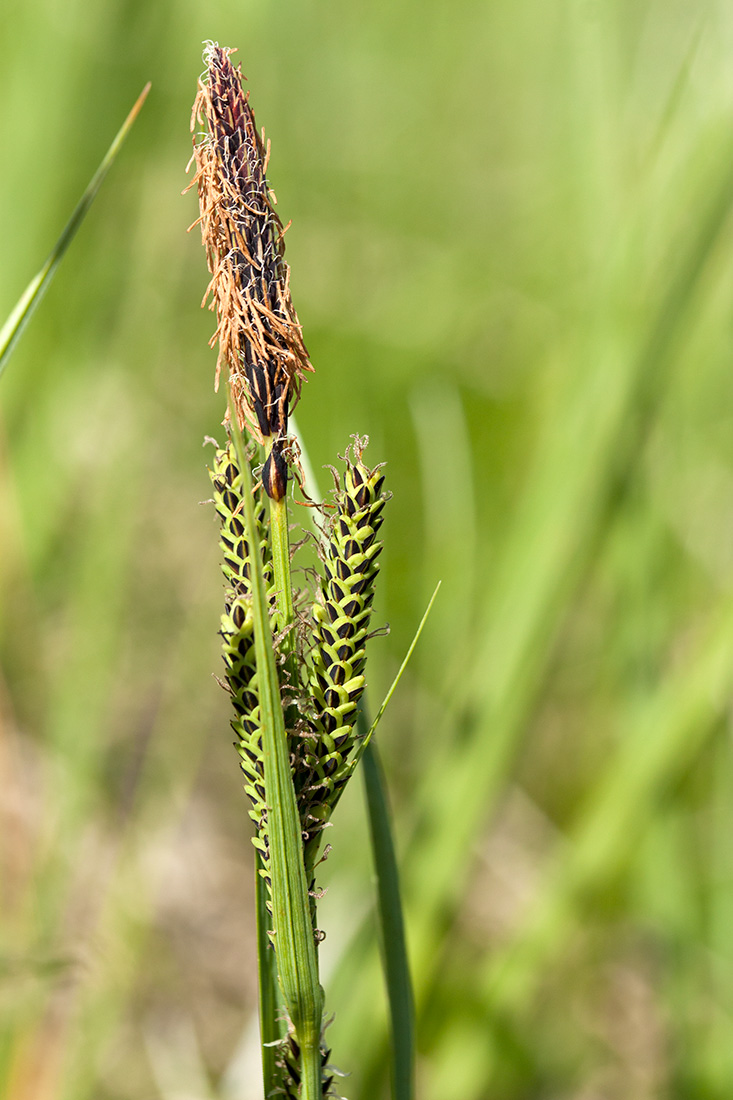 Изображение особи Carex aquatilis.