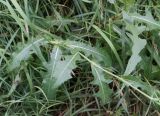 Sonchus подвид uliginosus