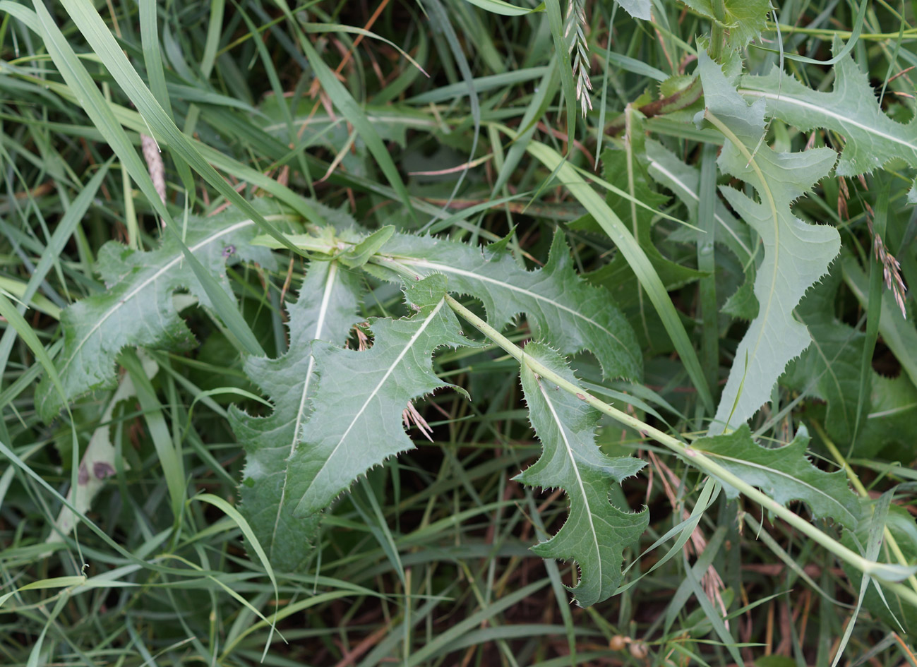 Image of Sonchus arvensis ssp. uliginosus specimen.