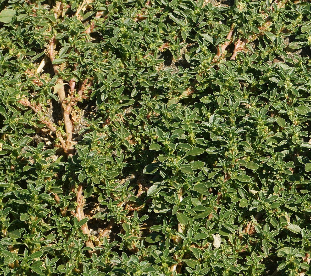 Image of Amaranthus blitoides specimen.