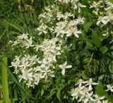 Clematis mandshurica