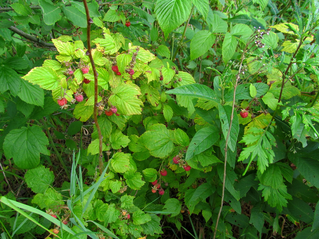 Изображение особи Rubus idaeus.