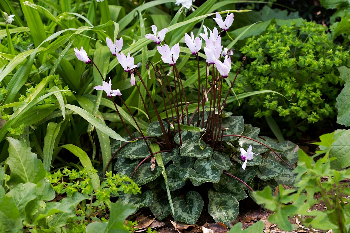 Image of Cyclamen persicum specimen.