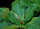 Terminalia catappa