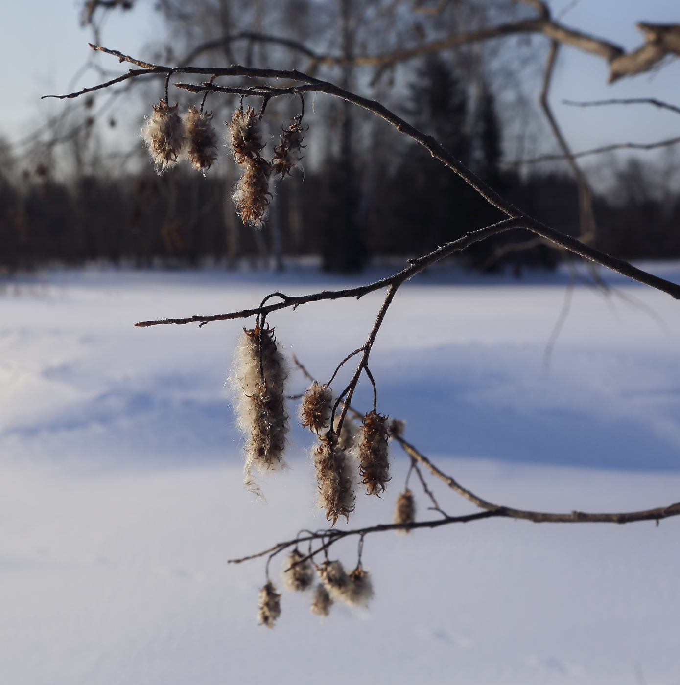 Image of Salix pentandra specimen.