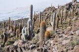 familia Cactaceae. Молодое растение. Боливия, солар Уюни, остров Пескадо, вулканический грунт. 17 марта 2014 г.