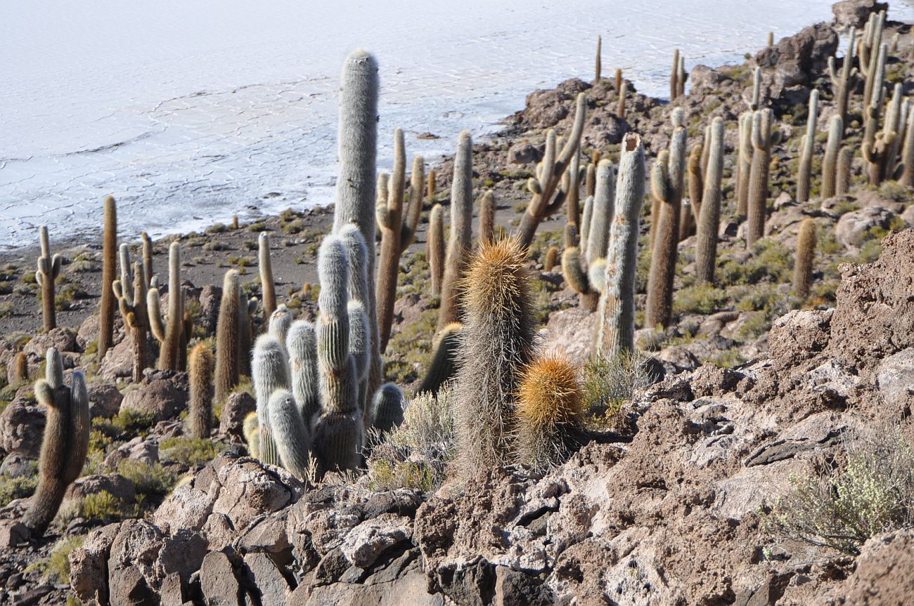 Изображение особи семейство Cactaceae.