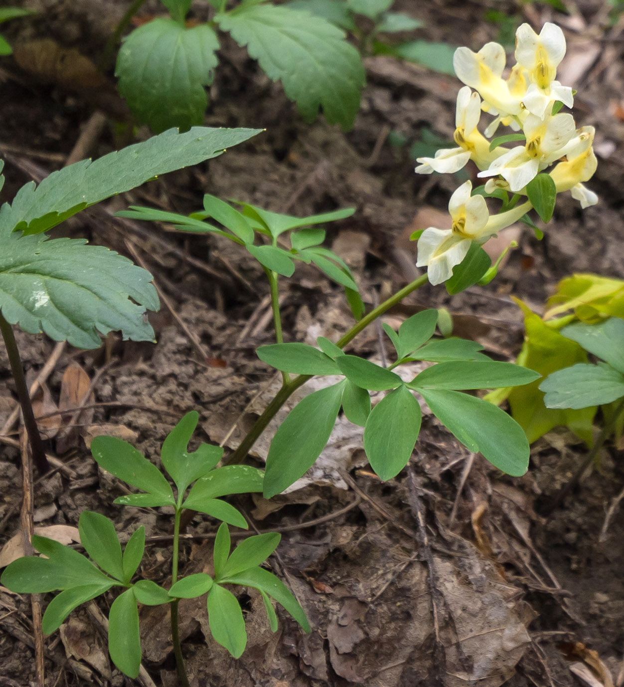 Image of Corydalis marschalliana specimen.