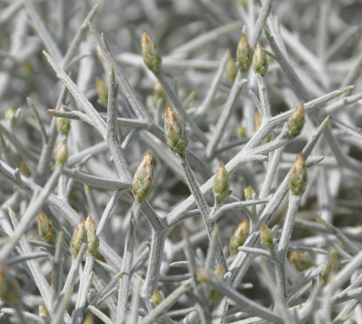 Image of Centaurea spinosa specimen.