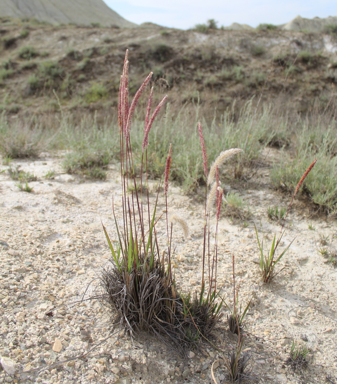 Image of Imperata cylindrica specimen.