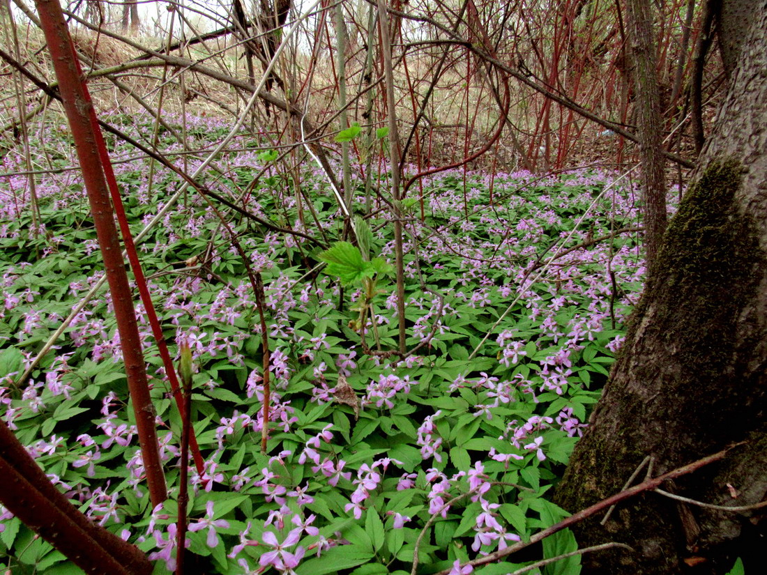 Image of Cardamine altaica specimen.