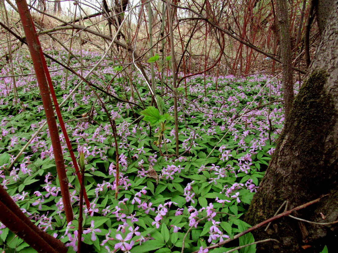 Изображение особи Cardamine altaica.