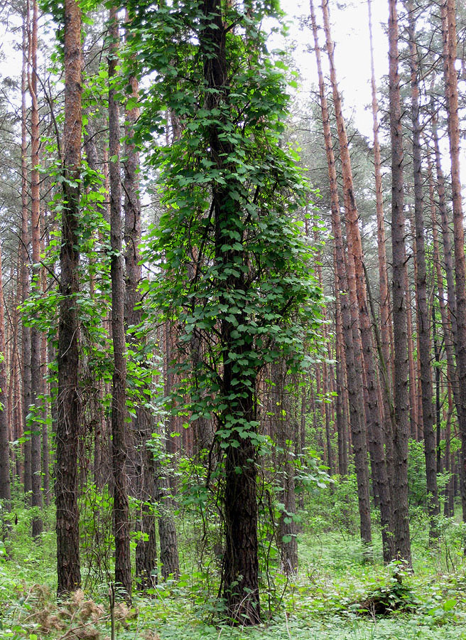 Image of Vitis riparia specimen.