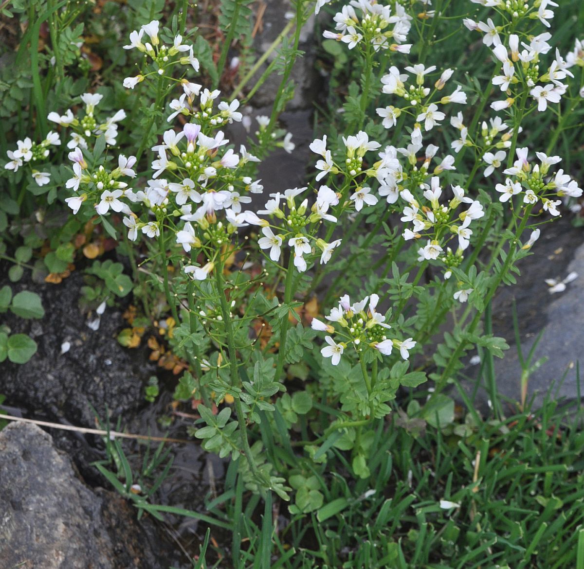 Image of Cardamine uliginosa specimen.