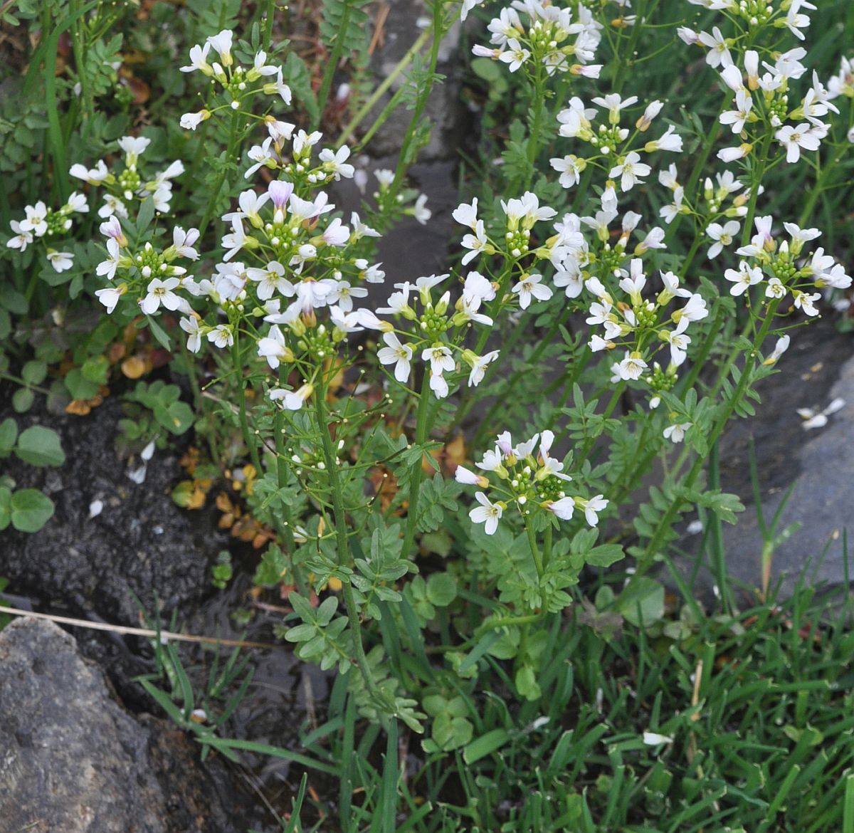 Изображение особи Cardamine uliginosa.