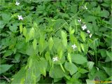 Lunaria rediviva. Верхушка растения с соплодиями с незрелыми плодами. Украина, Ивано-Франковская обл., Болеховский горсовет, Поляницкий сельсовет, Поляницкий региональный ландшафтный парк, опушка леса. 13.05.2018.