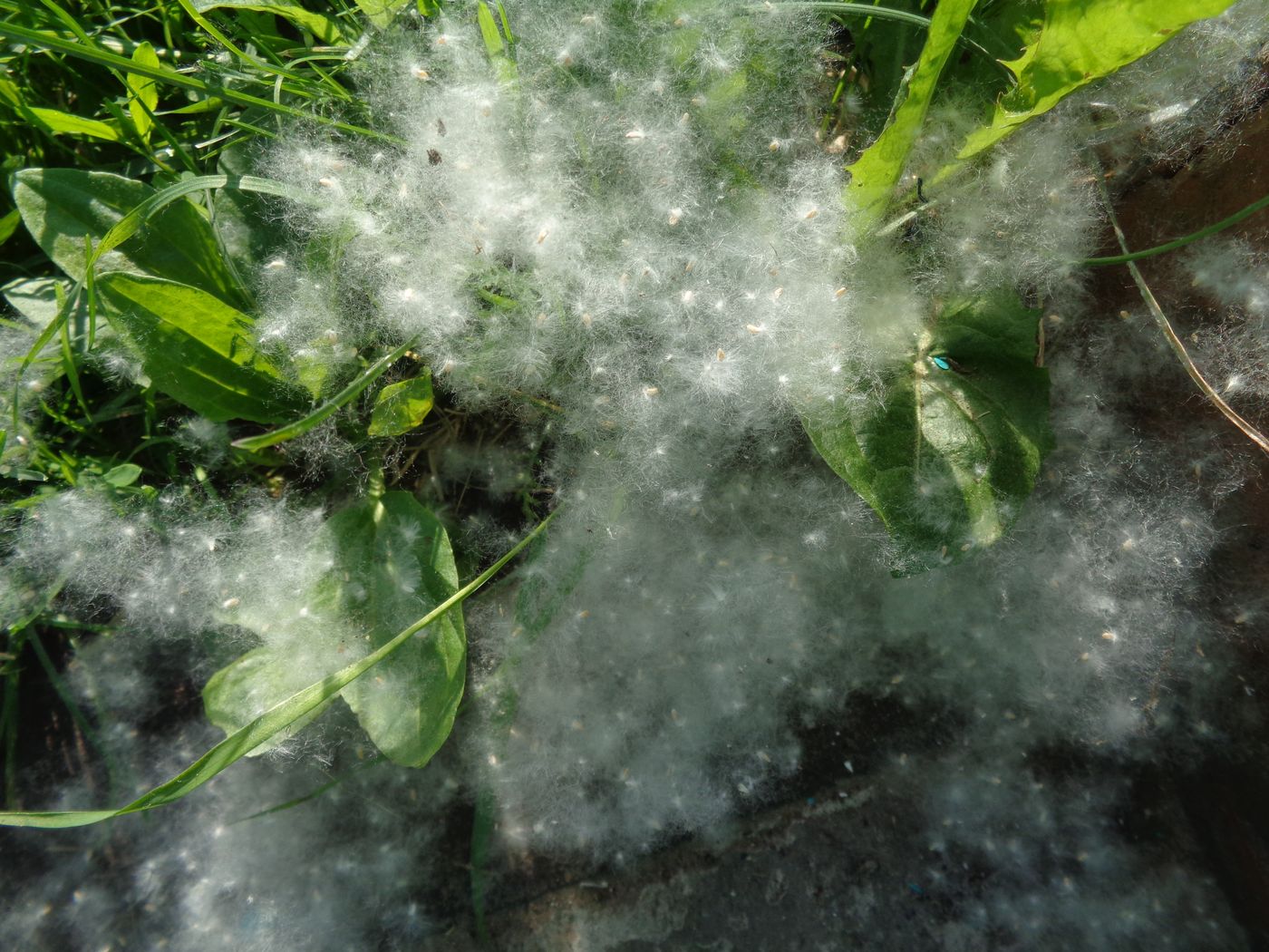 Image of Populus &times; sibirica specimen.