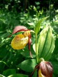 Cypripedium calceolus. Верхняя часть цветущего растения. Санкт-Петербург, Пушкинский р-н, пос. Александровская, на опушке тенистого леса. 14.06.2018.